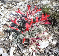 Image of scarlet milkvetch