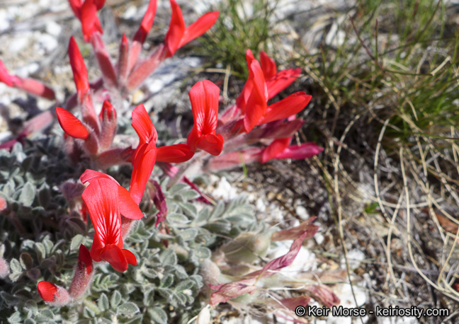 Image of scarlet milkvetch