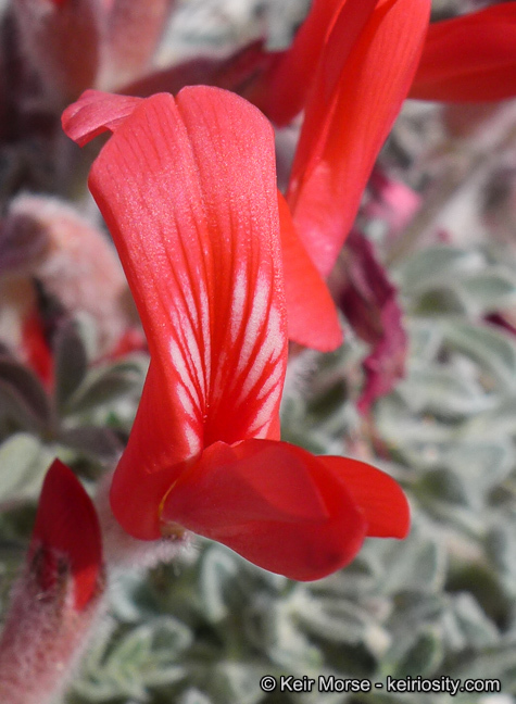 Image of scarlet milkvetch