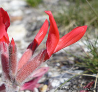 Image of scarlet milkvetch