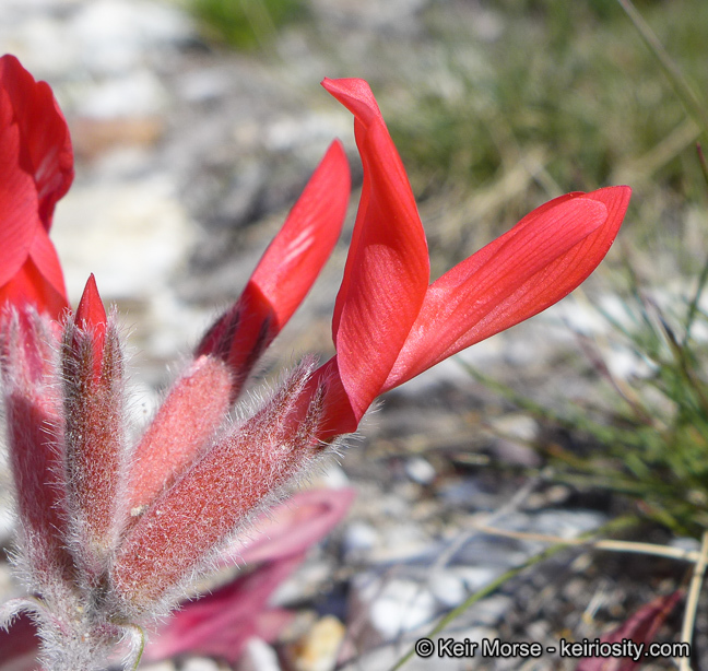 Image of scarlet milkvetch