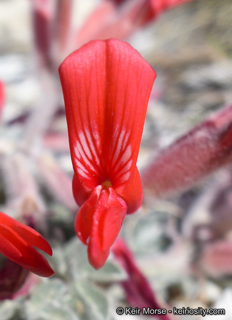 Image of scarlet milkvetch