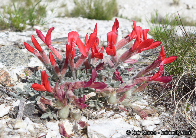 Image of scarlet milkvetch