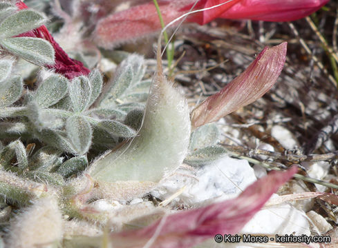 Image of scarlet milkvetch