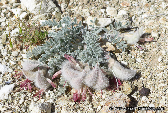 Image of scarlet milkvetch