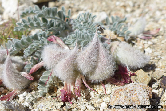 Image of scarlet milkvetch