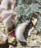 Image of scarlet milkvetch