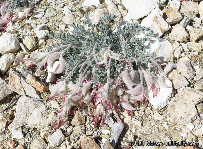 Image of scarlet milkvetch