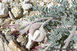 Image of scarlet milkvetch