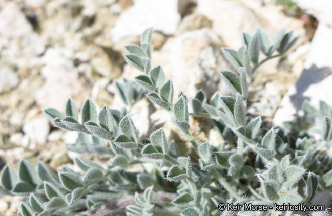 Image of scarlet milkvetch