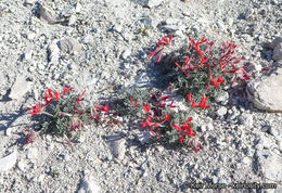 Image of scarlet milkvetch