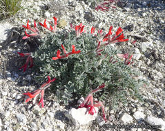 Image of scarlet milkvetch