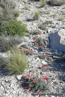 Image of scarlet milkvetch