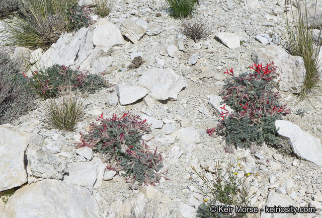 Image of scarlet milkvetch