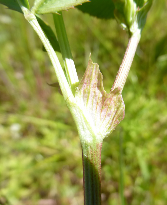 Image of alsike clover