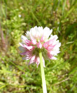 Image of alsike clover