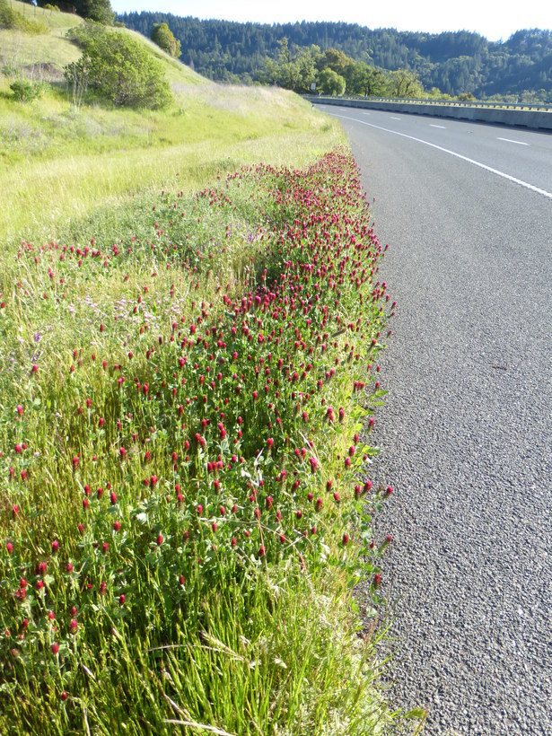 Image of crimson clover