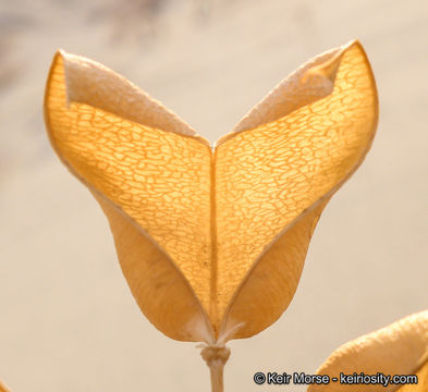 Image of Salton milkvetch