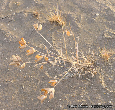 Image of Salton milkvetch