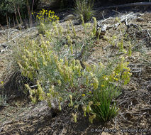 Image of basalt milkvetch