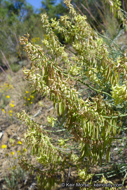 Image of basalt milkvetch