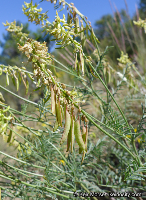 Image of basalt milkvetch