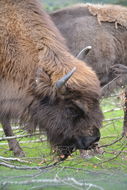 Image of European Bison