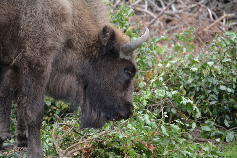 Image of European Bison