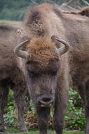 Image of European Bison