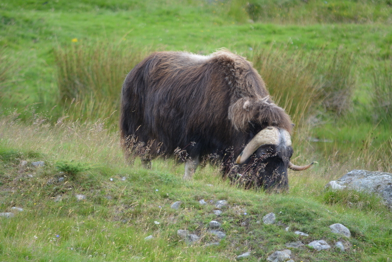 Image of Musk Ox