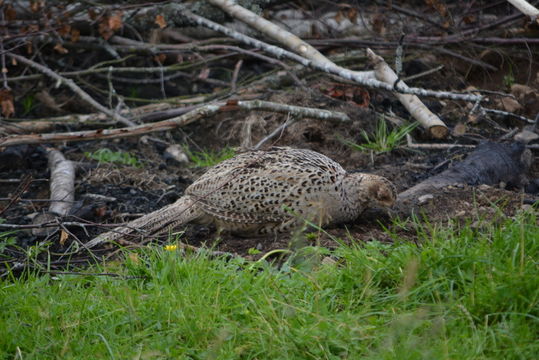 Imagem de Phasianus colchicus Linnaeus 1758