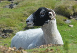 Image of Ovis aries Linnaeus 1758