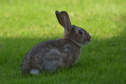 Image de lapin, lapin de garenne