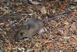 Image of wood mouse, long-tailed field mouse