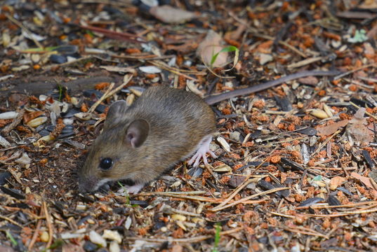 Image of wood mouse, long-tailed field mouse