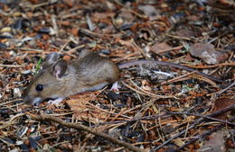 Image of wood mouse, long-tailed field mouse