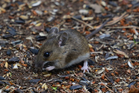 Image of wood mouse, long-tailed field mouse