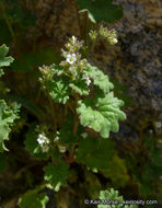 Phacelia rotundifolia Torr. ex S. Wats.的圖片