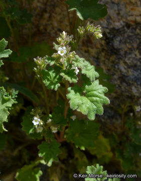 Image of roundleaf phacelia