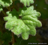 Image of roundleaf phacelia