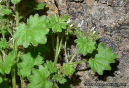 Phacelia rotundifolia Torr. ex S. Wats.的圖片