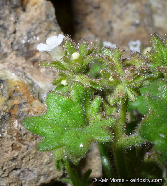 Phacelia rotundifolia Torr. ex S. Wats.的圖片