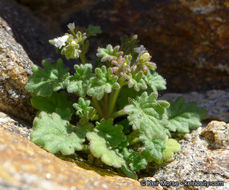 Phacelia rotundifolia Torr. ex S. Wats.的圖片