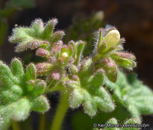 Phacelia rotundifolia Torr. ex S. Wats.的圖片