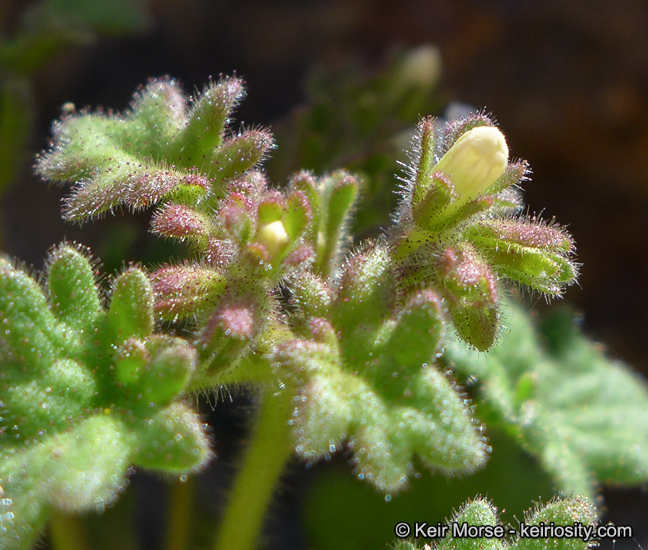 Image of roundleaf phacelia