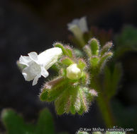 Phacelia rotundifolia Torr. ex S. Wats.的圖片