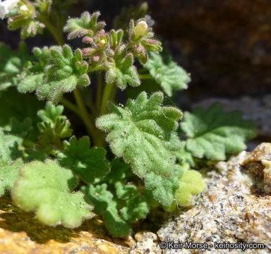 Image of roundleaf phacelia