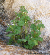 Image of roundleaf phacelia