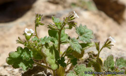 Image of roundleaf phacelia