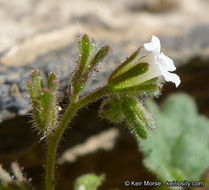 Image of roundleaf phacelia